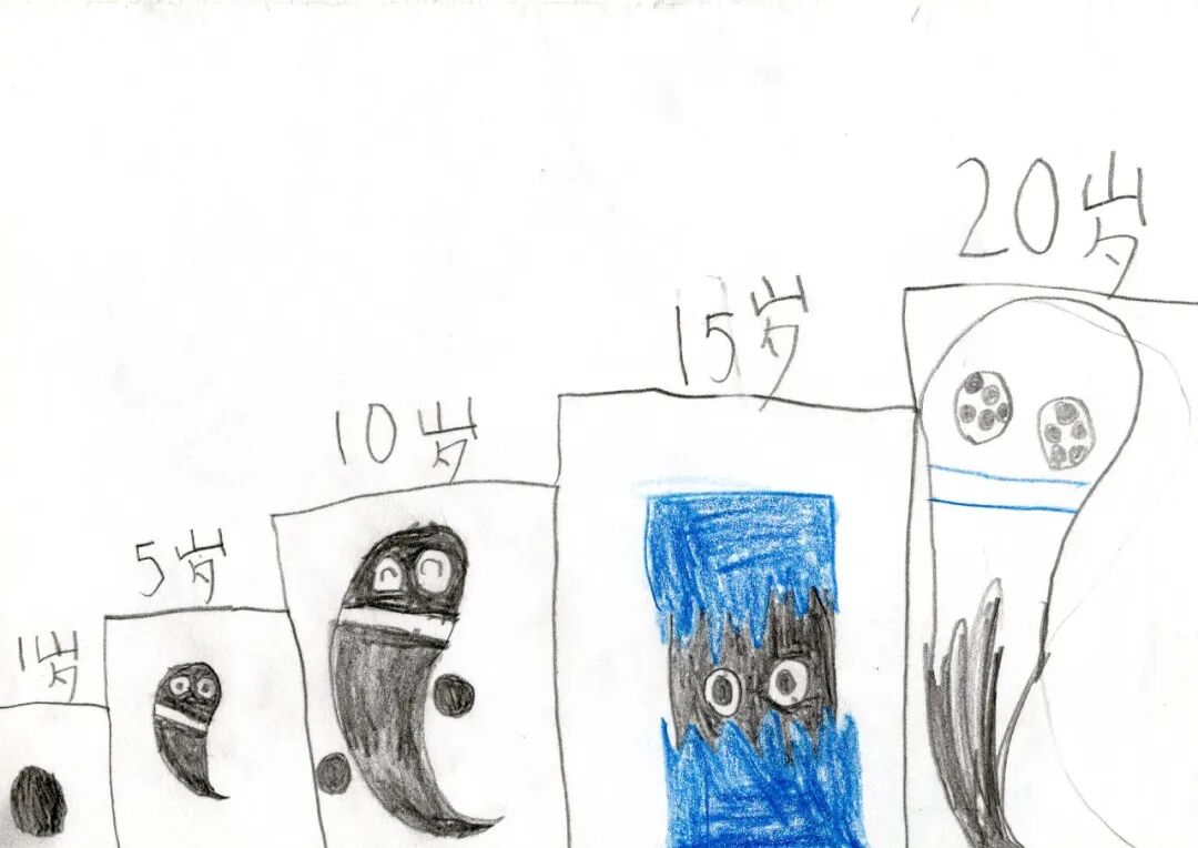 玳瑁黑的成长过程